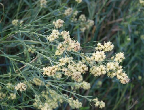 Workshop: identificação e controlo de Baccharis spicata