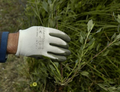 Missão Baccharis: primeiro workshop para Voluntários