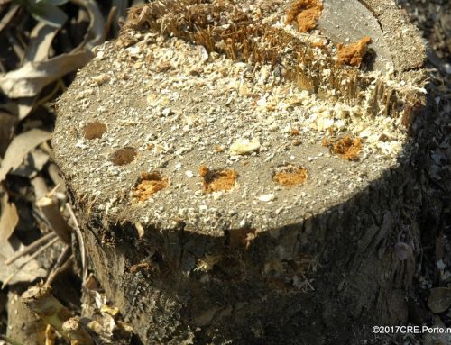 FUTURO estreia intervenção em Valongo