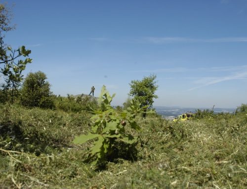 O ‘Futuro – 100.000 árvores na Área Metropolitana do Porto’ é exemplo em Berlim