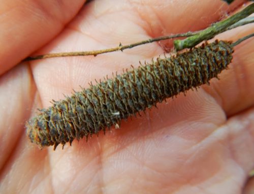 Já somos recoletores certificados de sementes de espécies florestais nativas