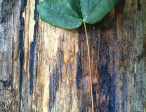 Árvores com história: Zêlha [Acer monspessulanum]