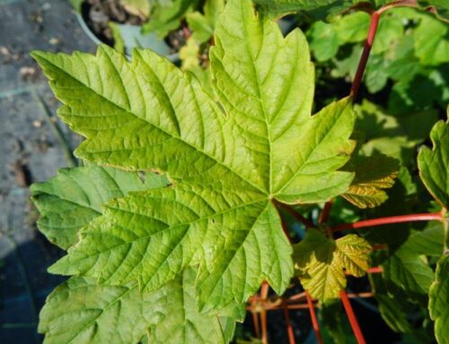 Árvores com história: Bordo [Acer pseudoplatanus]