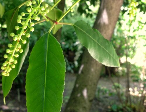 Árvores com história: Azereiro [Prunus lusitanica]