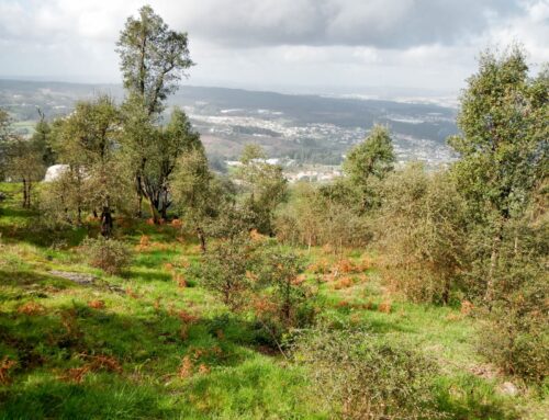 Detalhes | Santo Tirso | 21 março