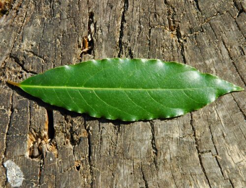 Loureiro [Laurus nobilis]