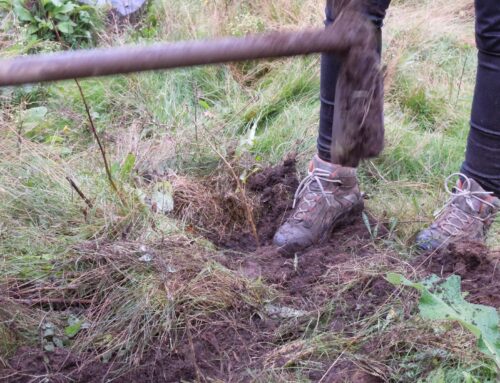 Detalhes | Trofa | 21 março