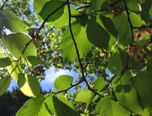 Árvores com história: Ulmeiro [Ulmus minor]