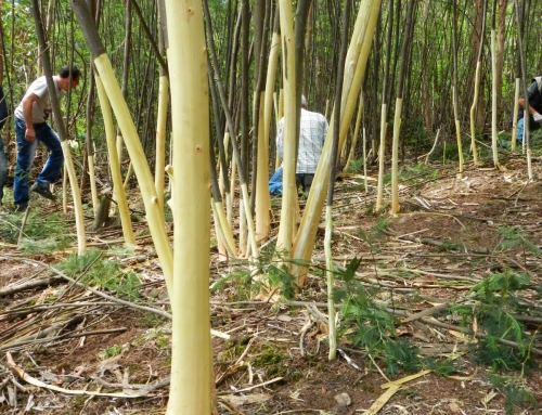 Detalhes | Valongo | 28 junho