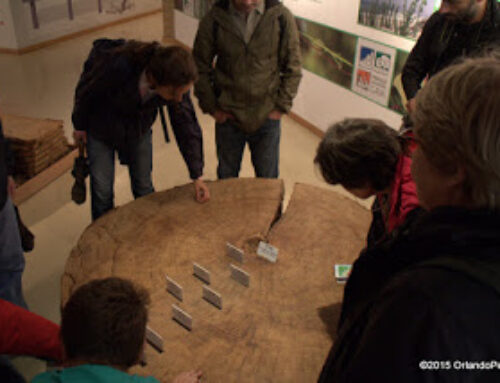 Um brinde às Árvores