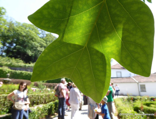 Salteadores de pinhas