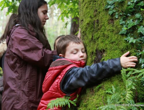 Balanço das Rotas das Árvores e Florestas
