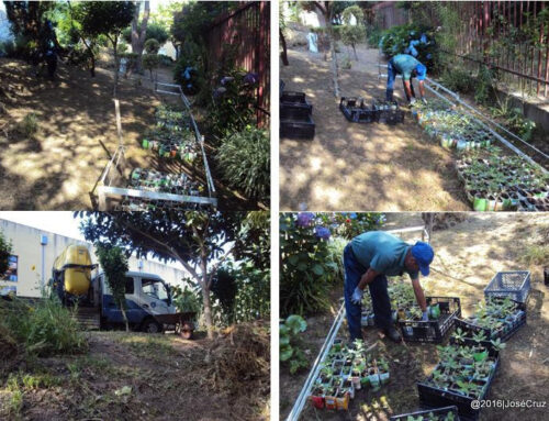 Plantas da EB do Castro seguem para o Viveiro municipal