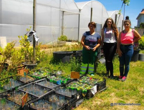 As árvores da Domingos Capela passam verão no horto municipal