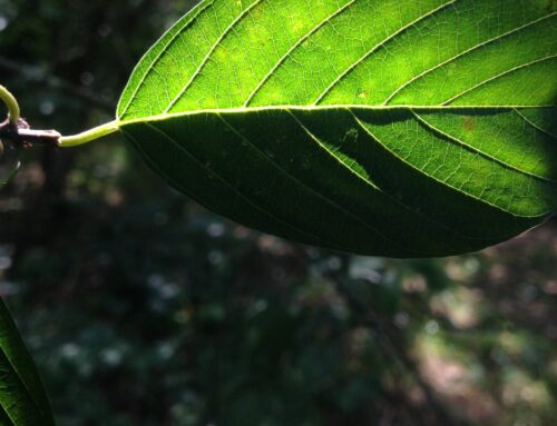 Dá que pensar | Porque privilegiar as espécies nativas