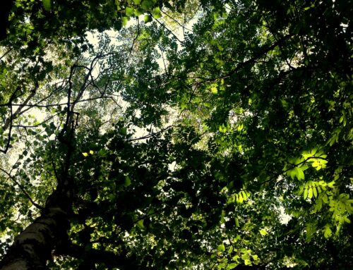 Dá que pensar | Biodiversidade aumenta a produtividade