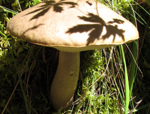 Dá que pensar | Valor económico da floresta portuguesa