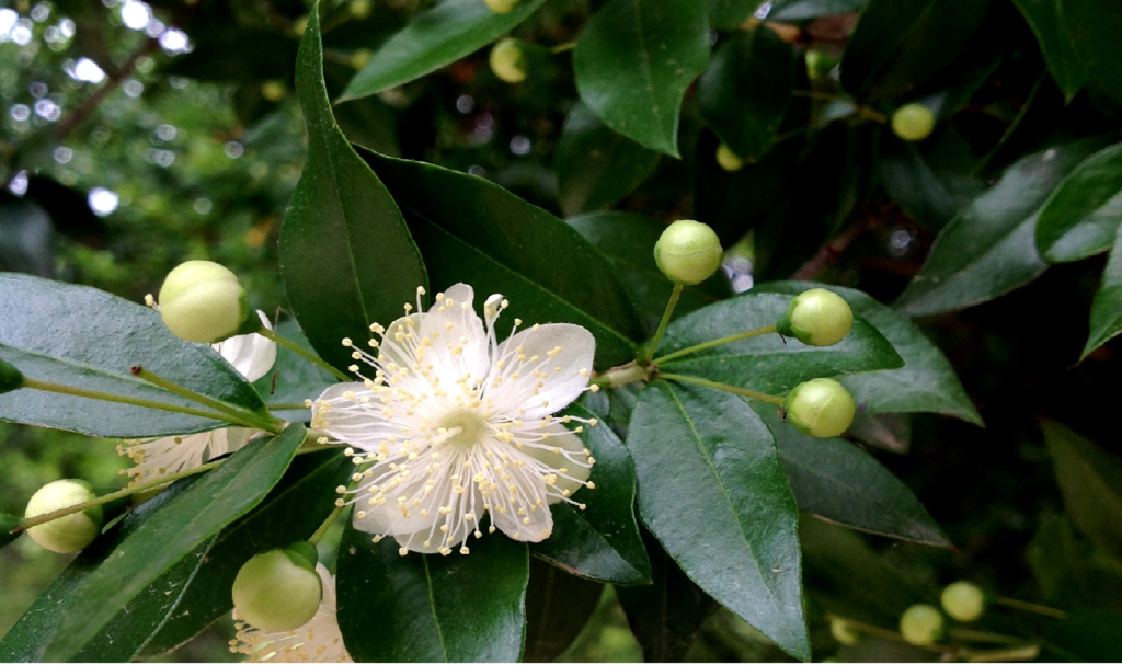 Murta [Myrtus communis] - FUTURO - Projeto das 100 mil árvores