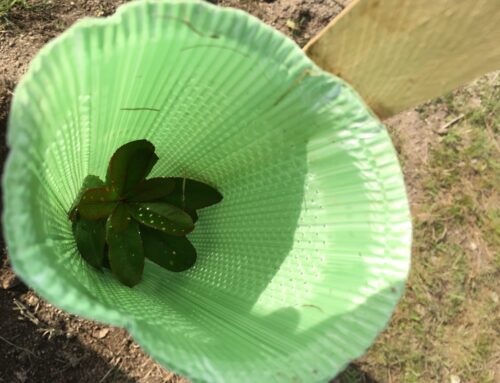 LIPOR estreia “Programa HECTARE”