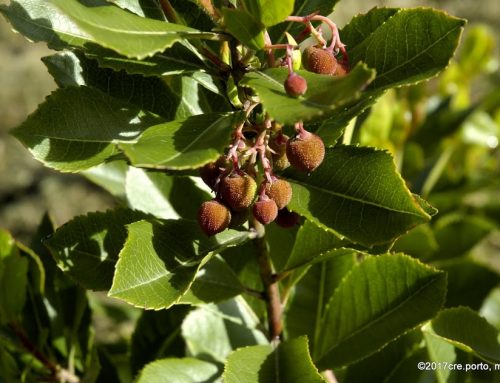 As árvores do FUTURO já dão fruto!