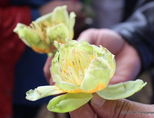 Quinta da Murtosa: odes à murta e ao tulipeiro