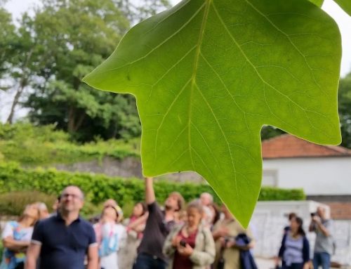 Árvores do Romântico: mais de 250 anos de história