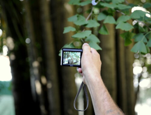 Árvores de Cedofeita: segredos bem guardados