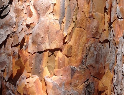 Pinheiro-de-casquinha [Pinus sylvestris L.]