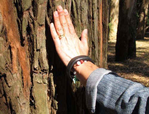 Árvores de Campanhã e Santo Ildefonso: raridades na cidade