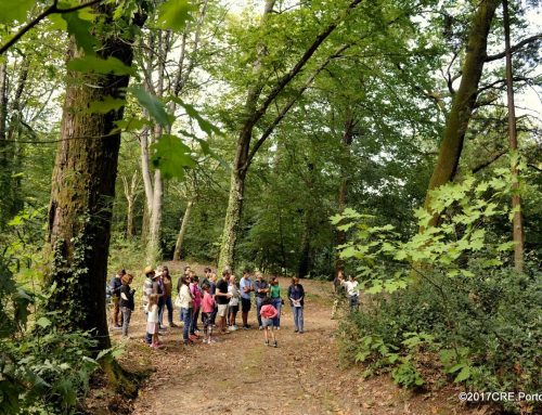 Quinta do Seixal: no reino das árvores