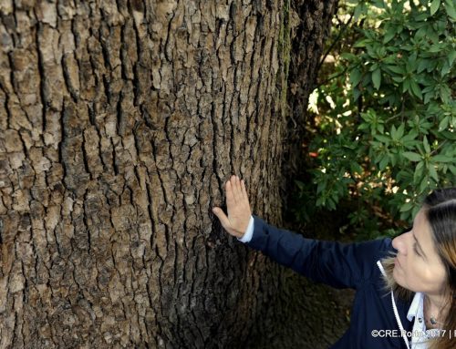 Árvores da Arrábida: gigantes com vista para o Douro