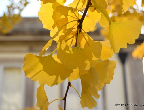 Árvores do Campo Alegre: as que nos fazem sorrir
