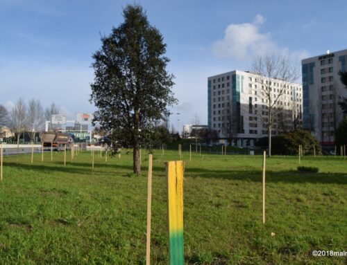 Mais um pequeno bosque nativo na cidade do Porto