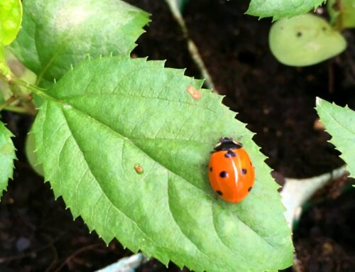 Macieira-brava [Malus sylvestris]