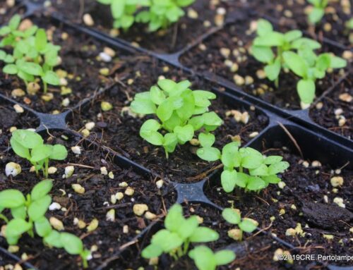 Viveiro do Leça: centenas de sementes já começaram a germinar