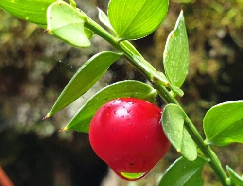 Gilbardeira [Ruscus aculeatus]