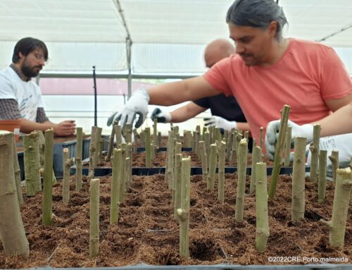 Voluntários propagam árvores nativas para plantar em Matosinhos