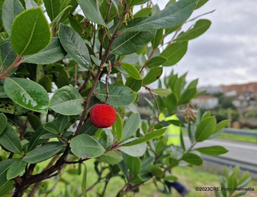 Bosque do Biospots do Porto recebe mais 1089 árvores nativas