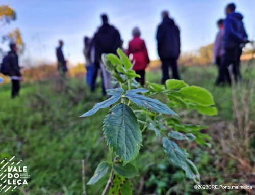 Sabugueiro: formação técnica no Centro de Recuperação do Vale do Leça