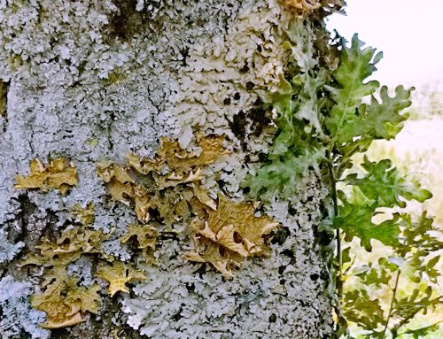 Próxima ação da Natureza é a melhor Sala de Aula dedicada aos líquenes