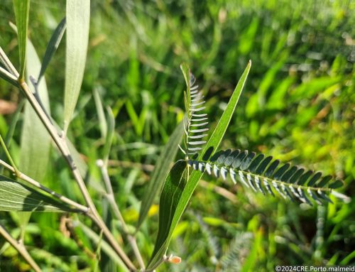 S. João da Madeira: Uma Cidade Biodiversa