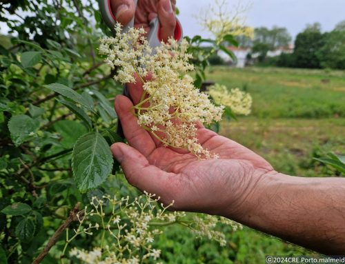 Flor do Sabugueiro: formação técnica no Centro de Recuperação do Vale do Leça
