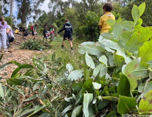 Escuteiros de Santa Maria da Feira controlam invasoras da Mata da Quinta do Castelo