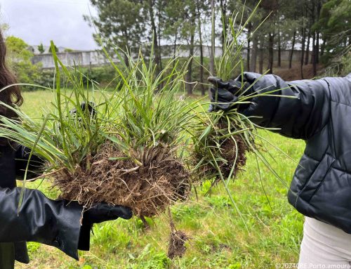 Escolas de Vila Nova de Gaia querem recreios livres de invasoras