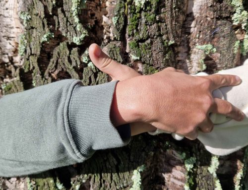 Vale de Cambra celebra o Dia da Floresta Autóctone