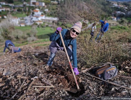Gondomar tem mais um bosque nativo a crescer