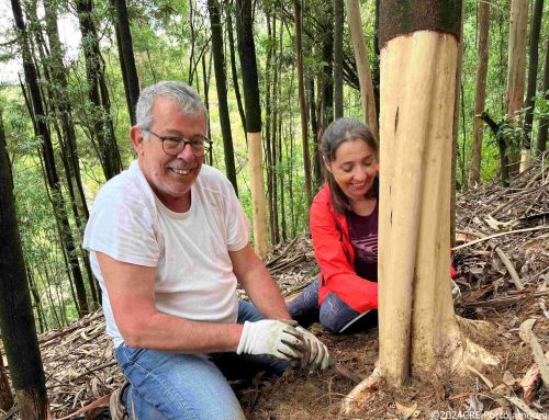 Núcleo da U. Porto Solidária controlam plantas invasoras em Gondomar