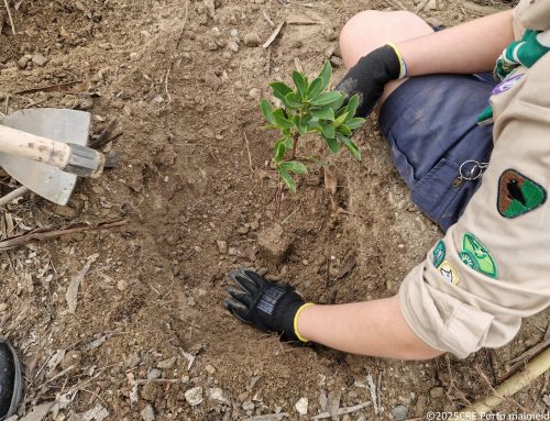 Escuteiros de Campo plantam nativas na Serra de Santa Justa