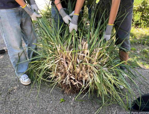 Recreios Escolares cada vez mais Livres de Invasoras em 2025/2026