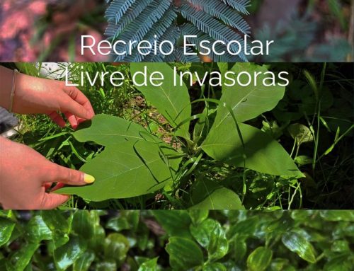 Balanço do Projeto Recreio Escolar Livre de Invasoras 2025/2026